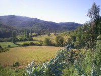 /album/copihues-maitenrehue/campo-016-jpg/